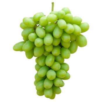 Виноград Томсон 