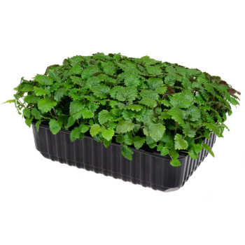 Мелисса, 1шт